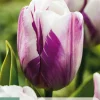 ohgreen 7 tulipa flaming flag