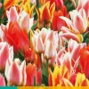 ohgreen 7 tulipa fun colours