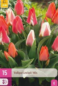 ohgreen 15 tulipa greigii mix