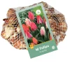 ohgreen 40 tulipa greigii mix