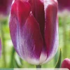 ohgreen 7 tulipa kansas proud