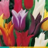 ohgreen 7 tulipa leliebloemig mix
