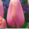ohgreen 7 tulipa menton