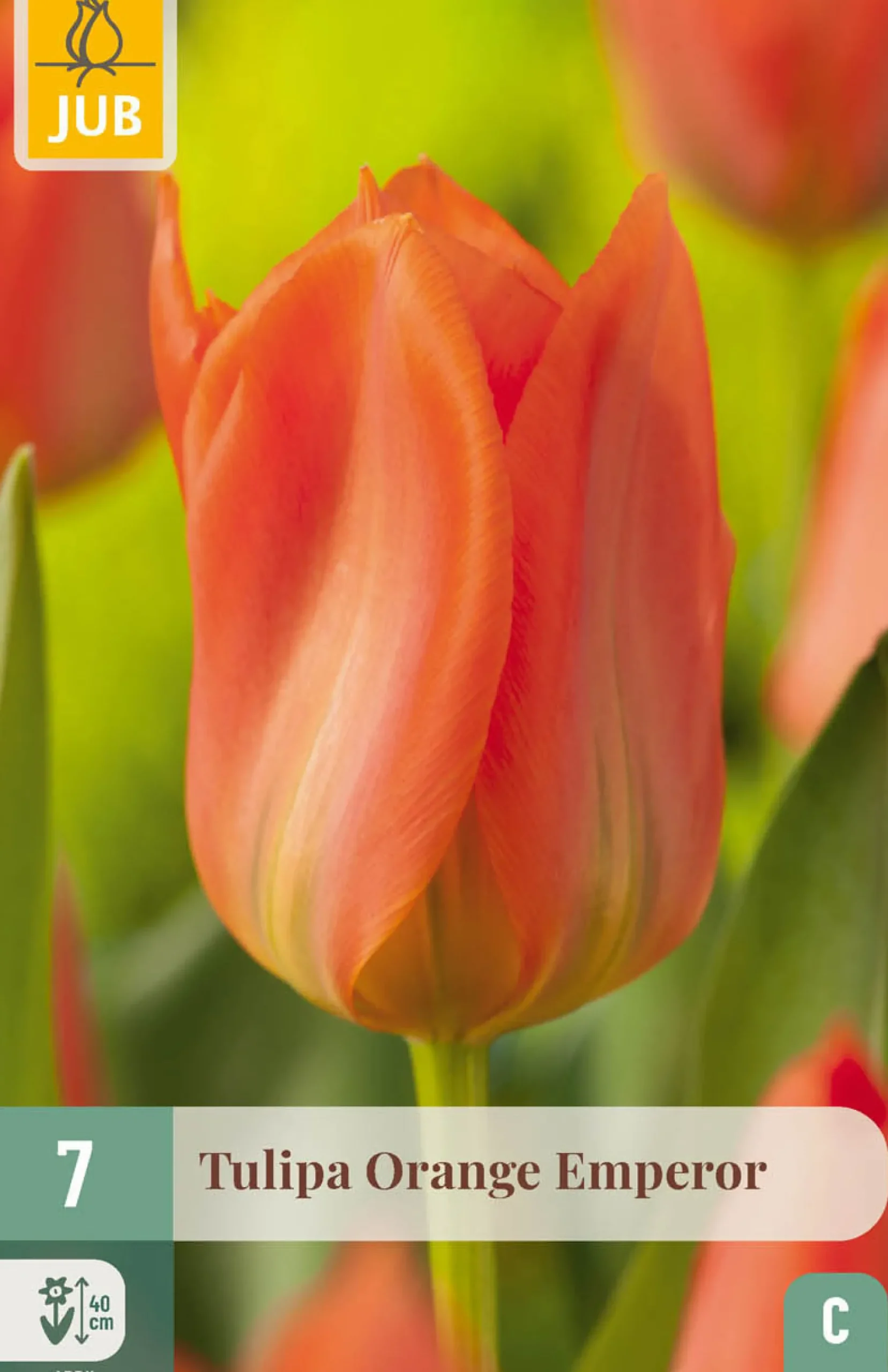 ohgreen 7 tulipa orange emperor