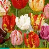 ohgreen 7 tulipa parkiet mix