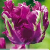 ohgreen 7 tulipa parrot negrita