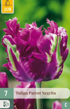 ohgreen 7 tulipa parrot negrita