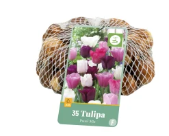 ohgreen 35 tulipa pastel mix