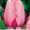 ohgreen 7 tulipa pink impression