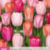 ohgreen 20 tulipa positive vibe