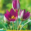 ohgreen 10 tulipa pulch. persian pearl
