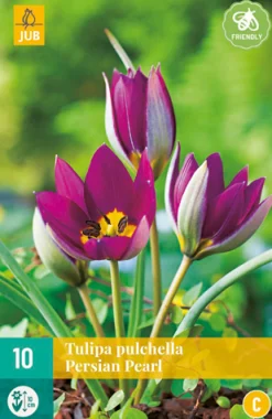 ohgreen 10 tulipa pulch. persian pearl
