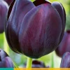 ohgreen 7 tulipa queen of night