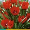 ohgreen 7 tulipa red hunter