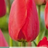 ohgreen 7 tulipa red impression