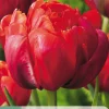 ohgreen 5 tulipa red princess