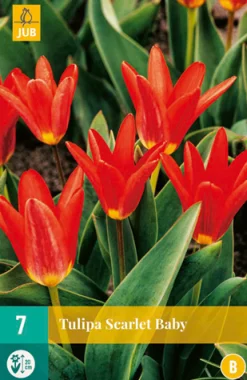 ohgreen 7 tulipa scarlet baby