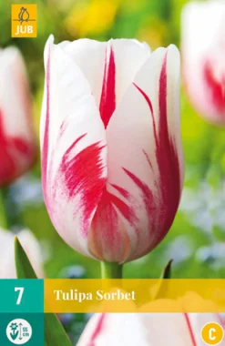 ohgreen 7 tulipa sorbet
