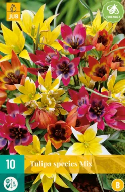 ohgreen 10 tulipa species mix
