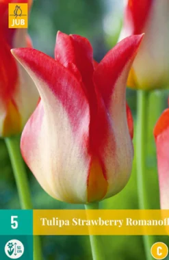 ohgreen 5 tulipa strawberry romanoff
