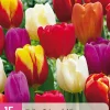 ohgreen 15 tulipa triumph mix