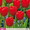 ohgreen 15 tulipa triumph rood