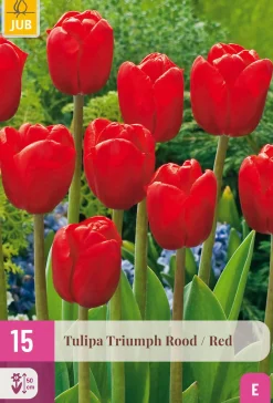 ohgreen 15 tulipa triumph rood