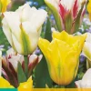 ohgreen 7 tulipa viridiflora mix