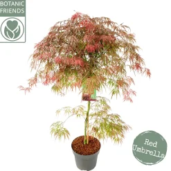 ohgreen Acer palmatum Garnet ( Japanse esdoorn Garnet )