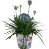 ohgreen Agapanthus of afrikaanse lelie summer love blue p17 h40