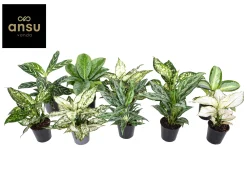 ohgreen Aglaonema Groen - Wit mix