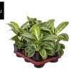 ohgreen Aglaonema Lemon Mint