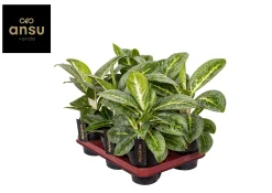ohgreen Aglaonema Lemon Mint