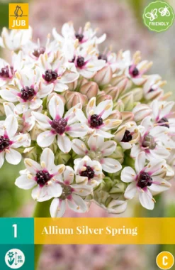 ohgreen Allium silverspring 1st