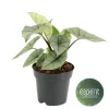 ohgreen Alocasia Platinum