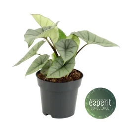 ohgreen Alocasia Platinum