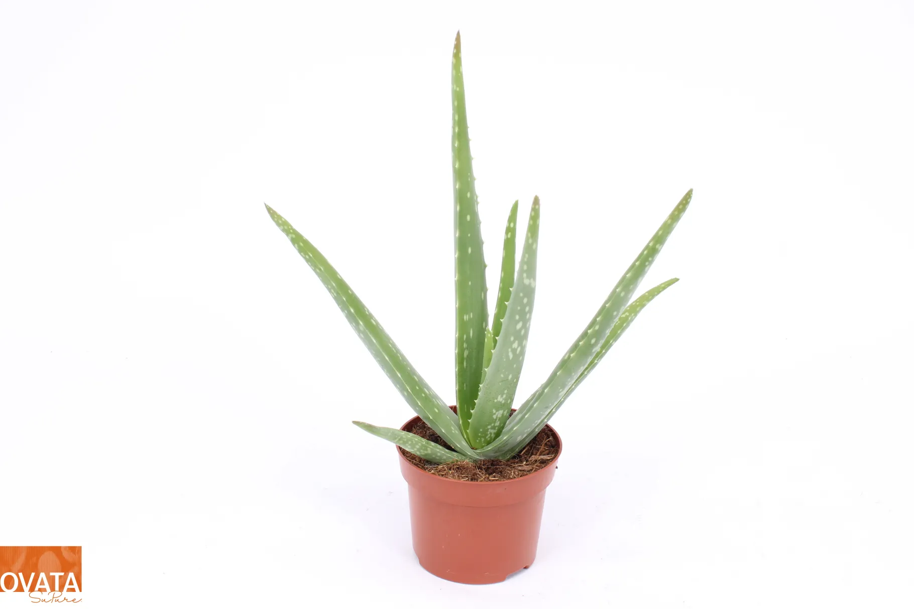 ohgreen Aloe Vera