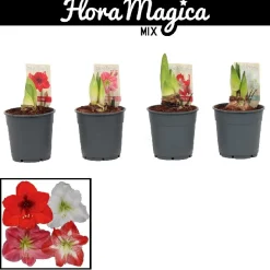 ohgreen Amaryllis Hippeastrum standard mix