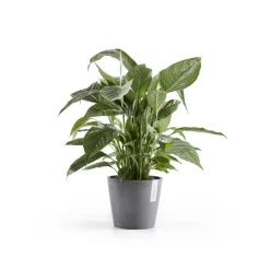 ohgreen Amsterdam 20cm grijs met waterreservoir