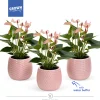 ohgreen Anthurium in sierpot met waterbuffer