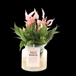 ohgreen Anthurium sierglas