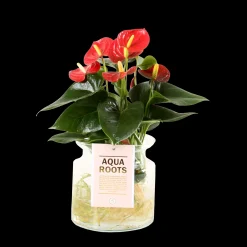 ohgreen Anthurium sierglas