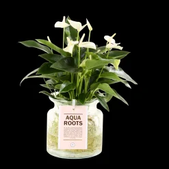 ohgreen Anthurium sierglas