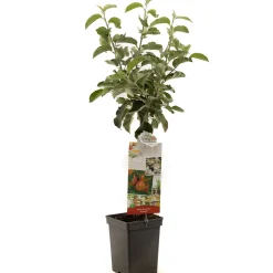 ohgreen Appel patioboompje malus domestica jonagold