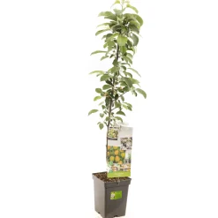 ohgreen Appelboom domestica polka zuilvorm