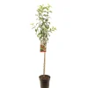 ohgreen Appelboom malus domestica gloster halfstam
