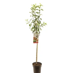ohgreen Appelboom malus domestica gloster halfstam