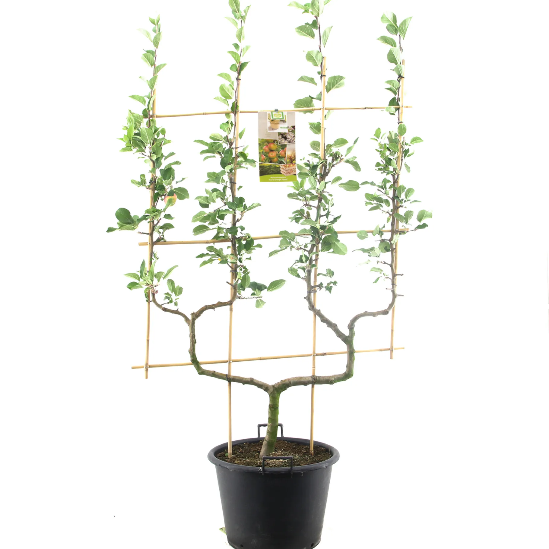 ohgreen Appelboom malus domestica cox's orange dubbele-u boom