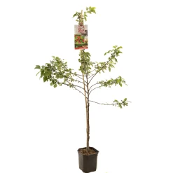 ohgreen Appelboom malus red sentinel ( sierappel ) laagstam