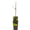 ohgreen Aronia melanocarpa appelbes